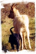 Riton et notre petit chienne Labrador devenus 2 complices insparables
